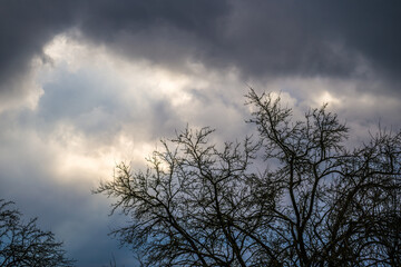 Winter trees on sunlit rain clouds background