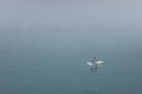 Two Swans in Love on the frozen Lake