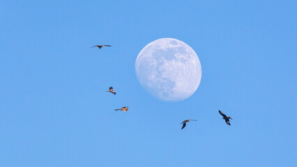 Mond mit Rotmilanen.