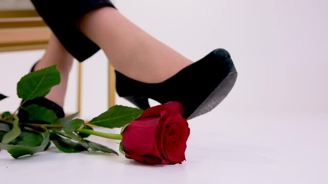black trousers black shoes high soles Rose falling on the white floor in the studio near the legs of a woman with high heels close-up 