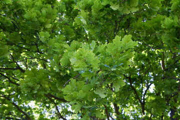Oak tree branches covered with leaves seen upwards