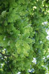 Fototapeta na wymiar Oak tree branches covered with leaves seen upwards