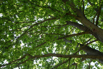 Fototapeta premium Oak tree branches covered with leaves seen upwards