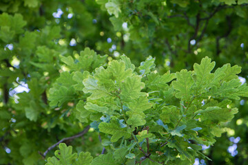 Obraz premium Oak tree branches covered with leaves seen upwards