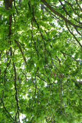 Fototapeta na wymiar Oak tree branches covered with leaves seen upwards
