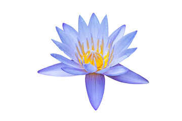 Close up of blooming purple lotus flower on isolated white background