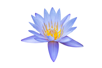 Close up of blooming purple lotus flower on isolated white background