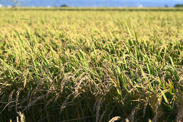 Obraz premium 日本の主食の米。秋の収穫前の実り。