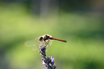 羽を休める赤とんぼ © ケンイチ オオシマ