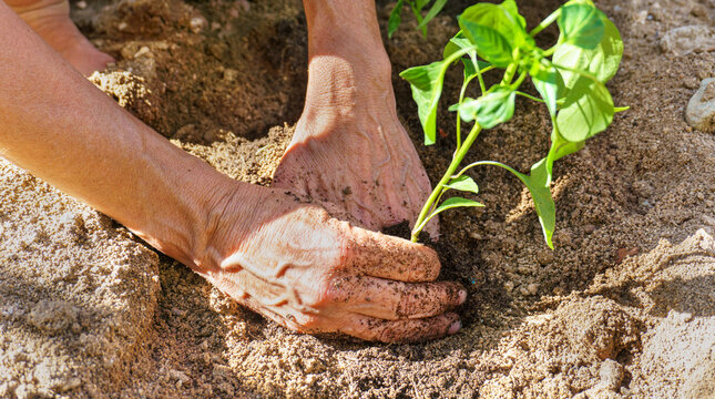 Woman's hands planting pepper seedling in the soil. 