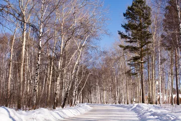 Foto op Plexiglas birch forest in the village of Taltsy, Irkutsk oblast, Russia. Winter day. Siberia. © Alena