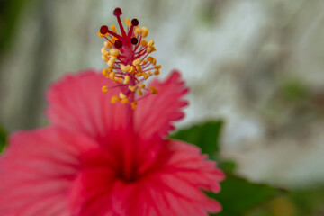 close up red color hibiscus flower, hibiscus flower wallpaper