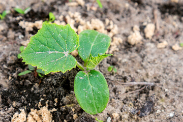young green sprouts in the ground. Cucumber shoots. Green leaves. Black soil. Vegetable plants. Agricultural business. close-up growing in the soil on a garden bed