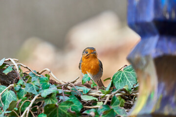 Bird with eye disease. Robin (Erithacus) on ivy branch in the garden.