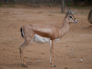 Gacela dorcas