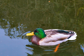 duck on the water