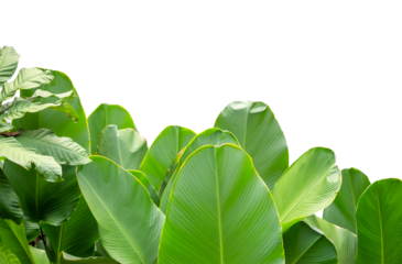Group of green leaf isolated on white background with clipping path of graphice design, banana leaf, garden tree isolated