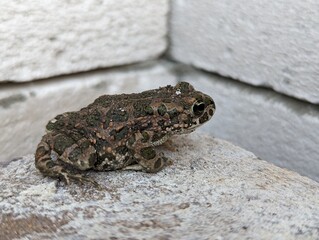 frog sitting on a stone
