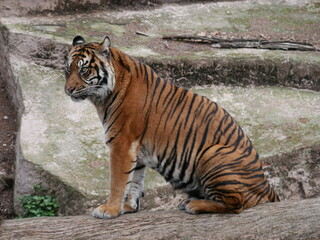 Fototapeta na wymiar Tigre de Sumatra