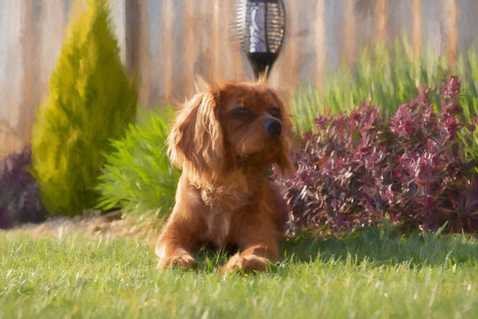 Digital painting of a closeup profile shot of a single isolated ruby Cavalier King Charles Spaniel.