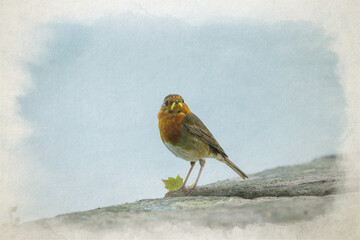 European Robin, Erithacus rubecula digital watercolour painting.