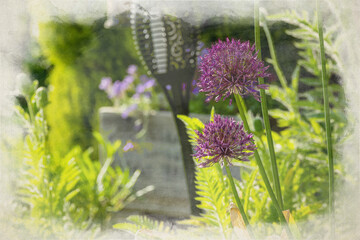 Purple Allium digital watercolour painting. Herbaceous, perennial plants in a suburban garden.