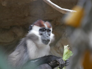 Mangabey de corona blanca