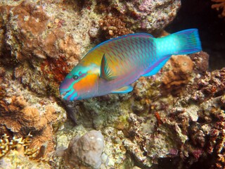 Obraz na płótnie Canvas parrot fish of red sea