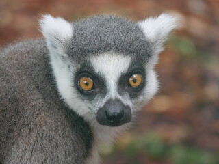 Lémur de cola anillada