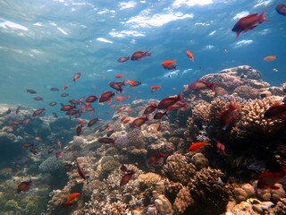 Red Sea fish and coral reef in Egypt