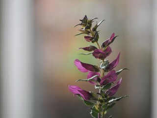 Obraz na płótnie Canvas 紫色の花　プロスタンセラ　マグニフィカ