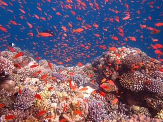 Red Sea fish and coral reef in Egypt