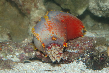 Bright red starfish underwater closeup