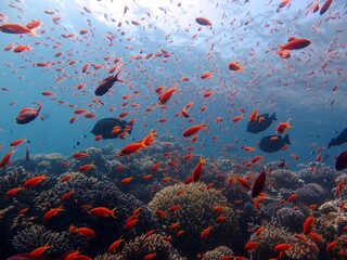 Fototapeta na wymiar Red Sea fish and coral reef in Egypt