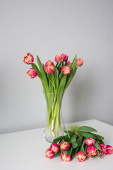 A bouquet of red peony tulips stand in a vase. Early varieties of tulips