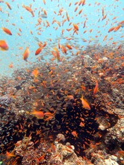 Red Sea fish and coral reef in Egypt
