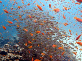 Fototapeta na wymiar Red Sea fish and coral reef in Egypt