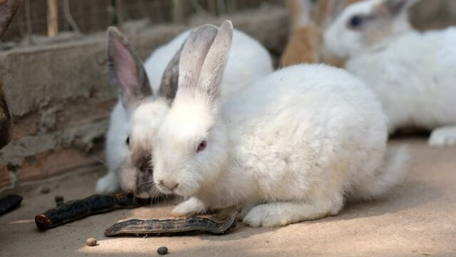 rabbit sleep on ground, bunny pet, holland lop
