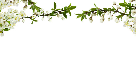 Spring cherry twigs with blooming flowers in a top border arrangement isolated on white or...