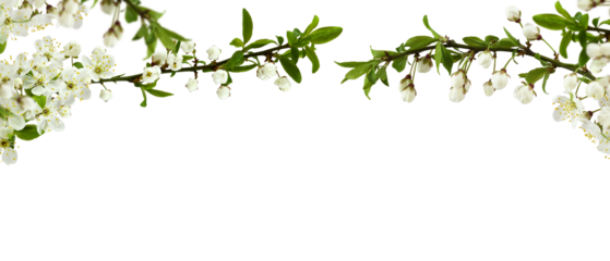 Spring cherry twigs with blooming flowers in a top border arrangement isolated on white or transparent background