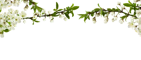 Foto op Plexiglas Spring cherry twigs with blooming flowers in a top border arrangement isolated on white or transparent background © Ortis
