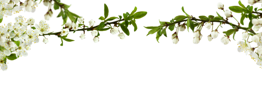 Spring cherry twigs with blooming flowers in a top border arrangement isolated on white or transparent background