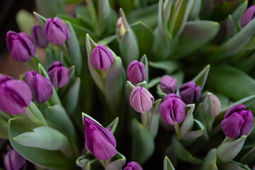 Purple bullit tulips with green leaves grow in the ground in a box on the floor indoors