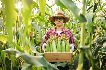 Female worker picking organic sweet corn in farm. Woman agriculture holding raw corn and collecting...