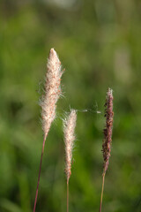 grass flowers white color closeup with sunshine shaded
