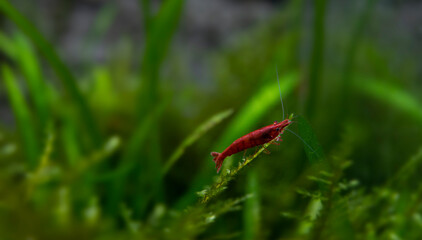 red shrimp in freshwater aquarium  - pets hobby animal