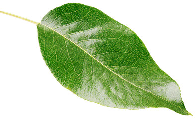 Pear green leaf isolated on transparent background. Full depth of field.