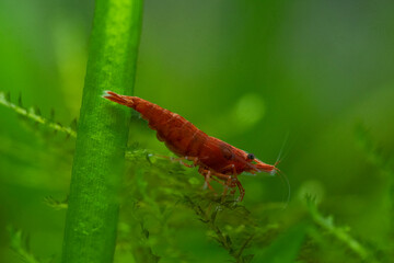 red shrimp in freshwater aquarium  - pets hobby animal
