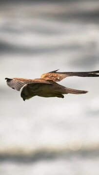 A bird flying above the sea, hunting, vertical social media background