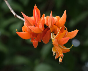 Beautiful flowers blooming Orange colour in summer time
